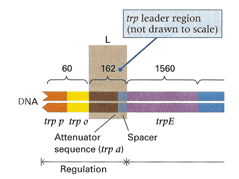 trp attenutation