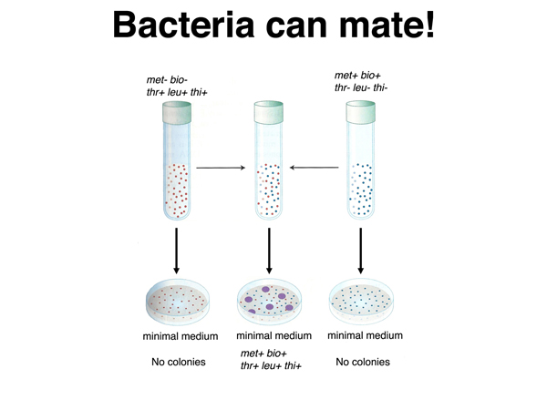 bacteria mate
