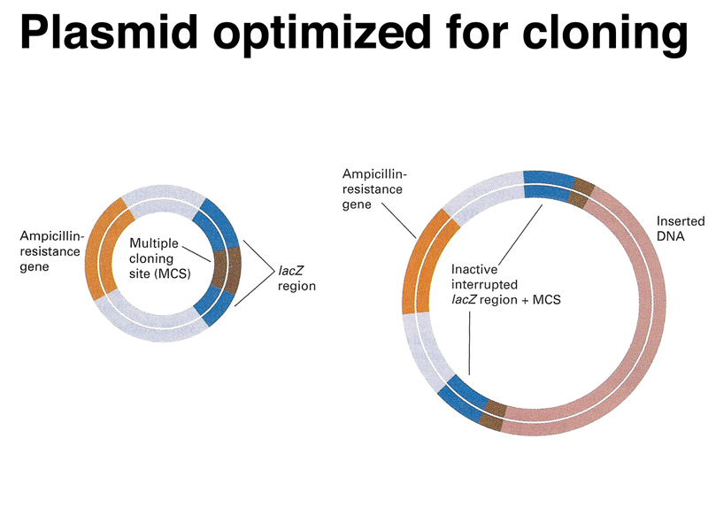 cloning