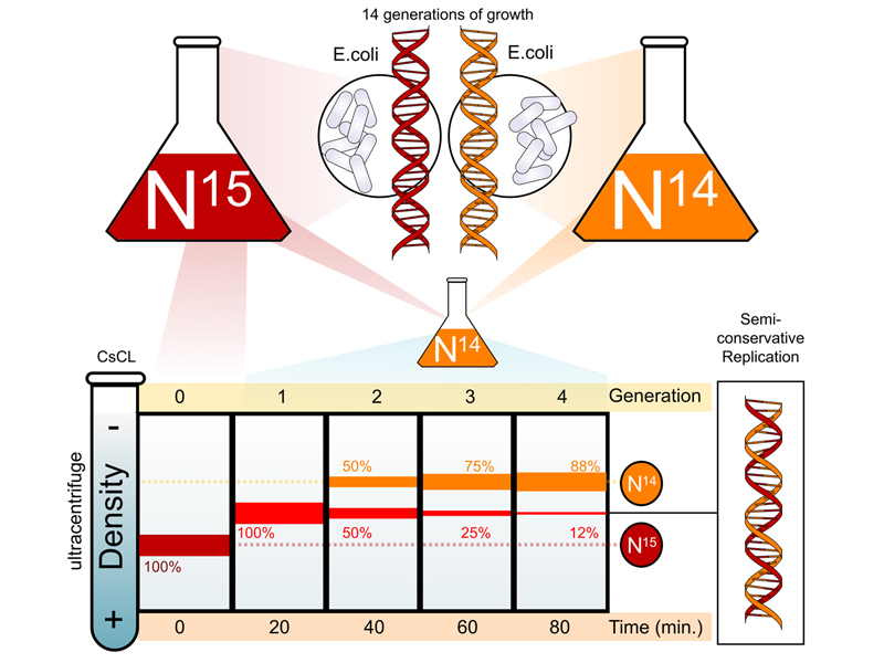 Meselson Stahl experiment