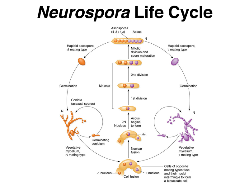 Neurospora