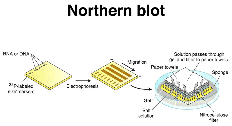 genomics