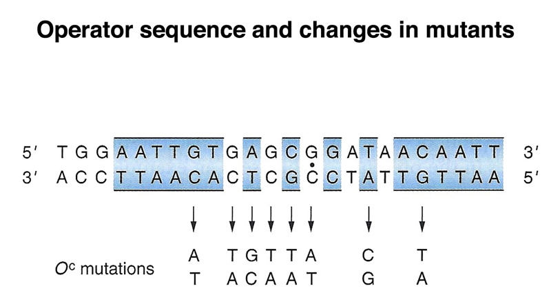 lac operon