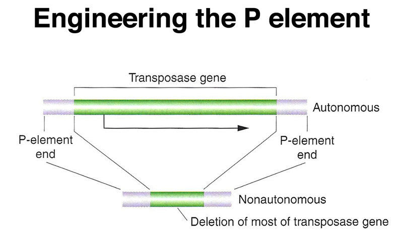 recombinant DNA