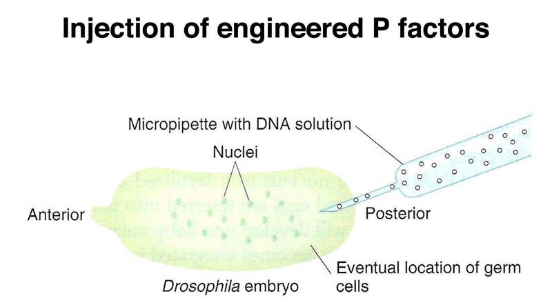 recombinant DNA