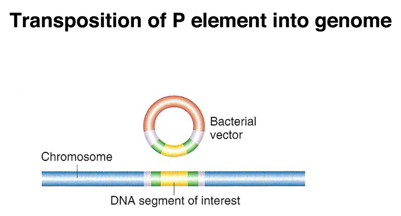 recombinant DNA