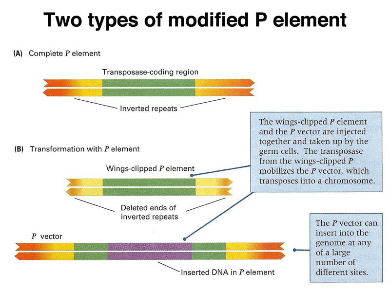 recombinant DNA