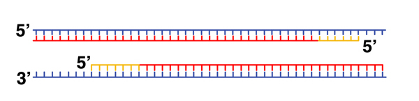 PCR