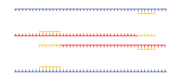 PCR