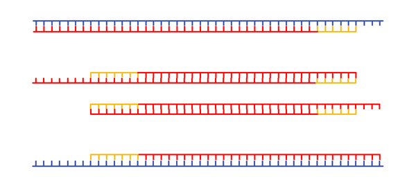 PCR