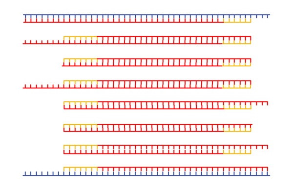 PCR