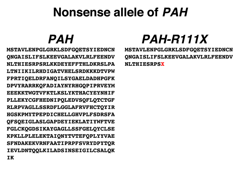 phenylalanine hydroxylase