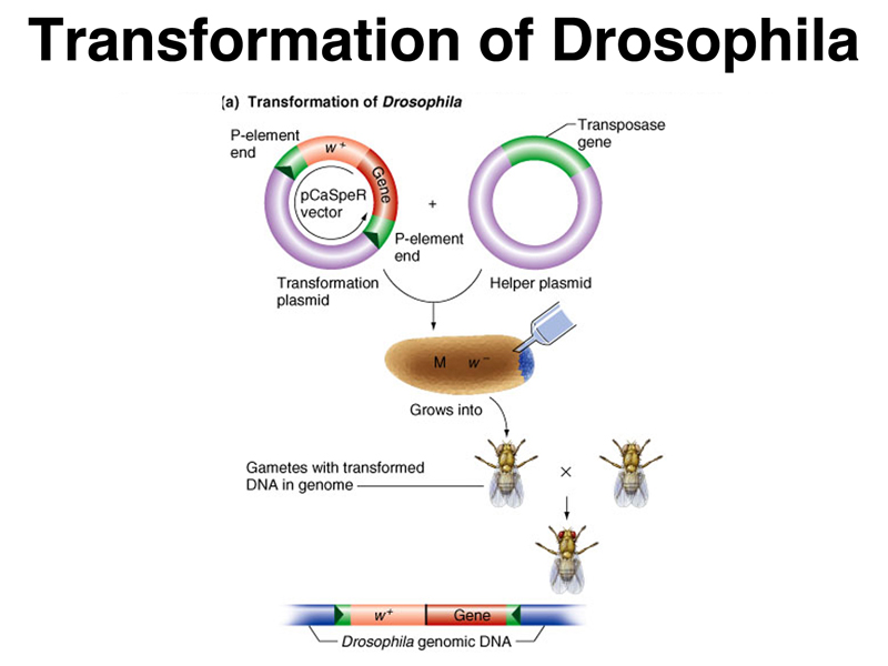 recombinant DNA