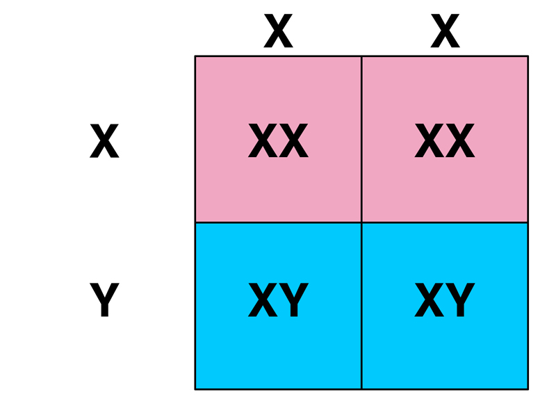 Punnett Square