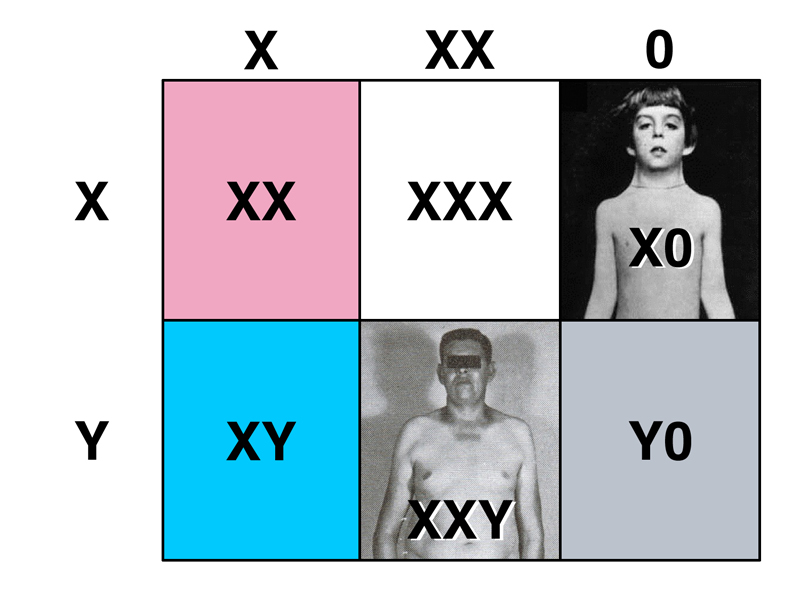 Punnett Square