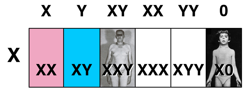 Punnett Square