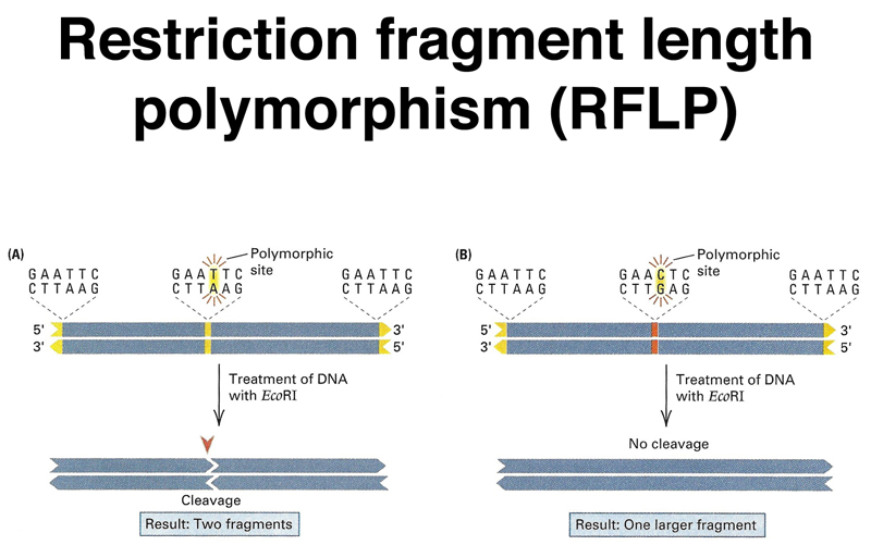 recombinant DNA