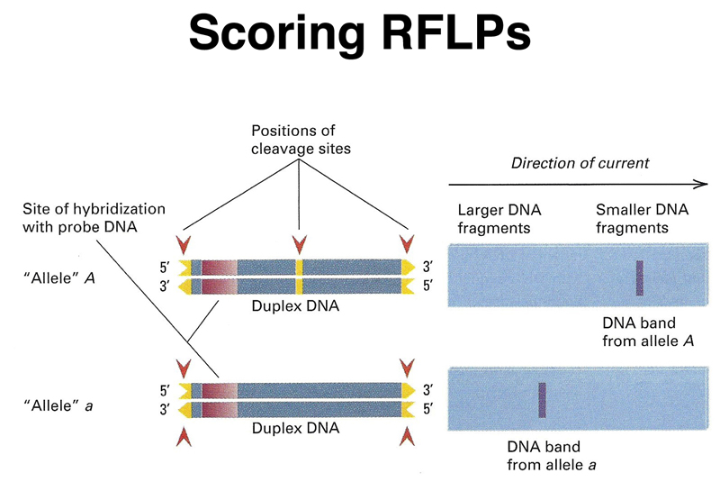 recombinant DNA