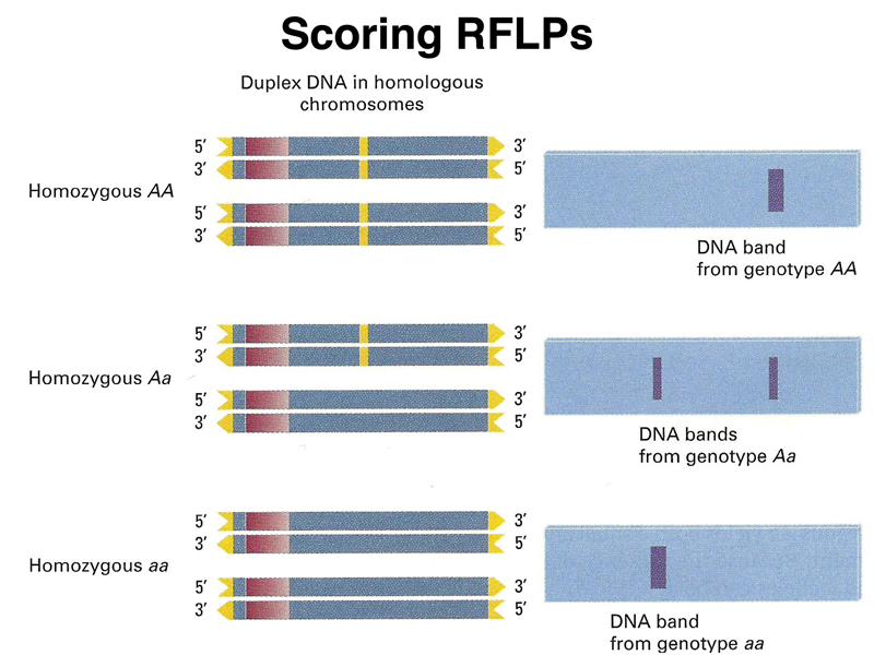 recombinant DNA