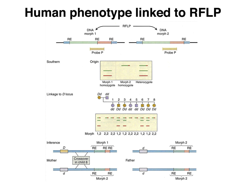 recombinant DNA