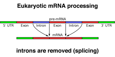 mRNA processing