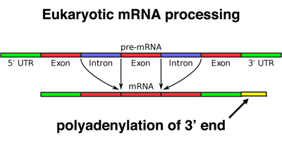 mRNA processing