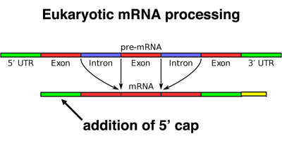 mRNA processing