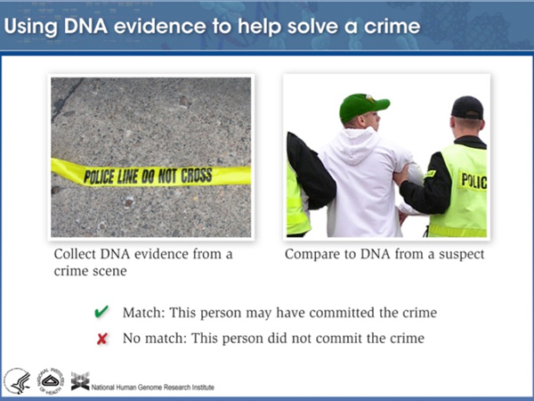 forensic DNA analysis