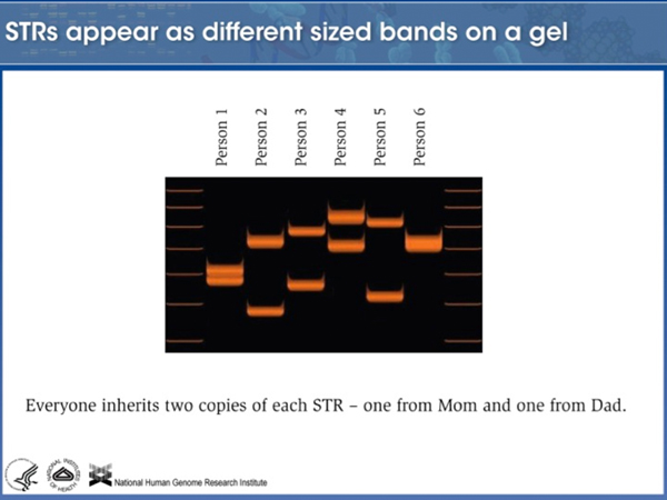forensic DNA analysis