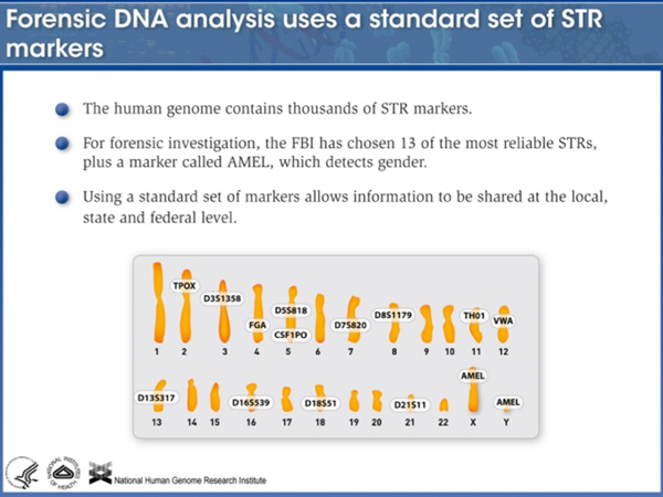 forensic DNA analysis