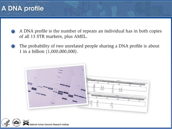 forensic DNA analysis