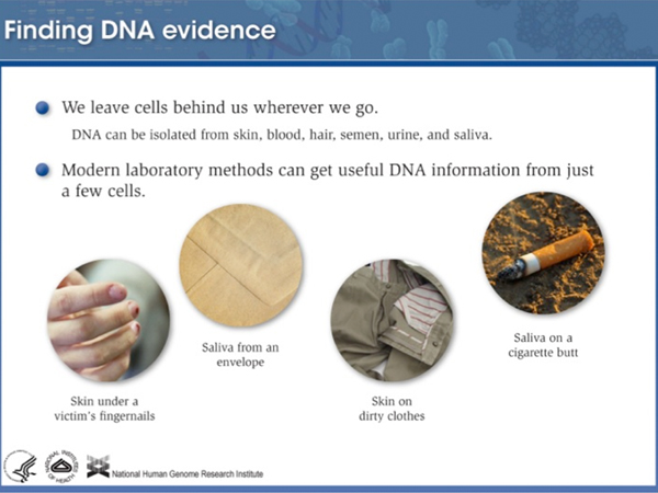 forensic DNA analysis