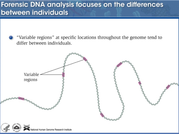 forensic DNA analysis