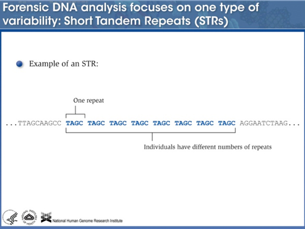 forensic DNA analysis