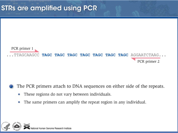 forensic DNA analysis