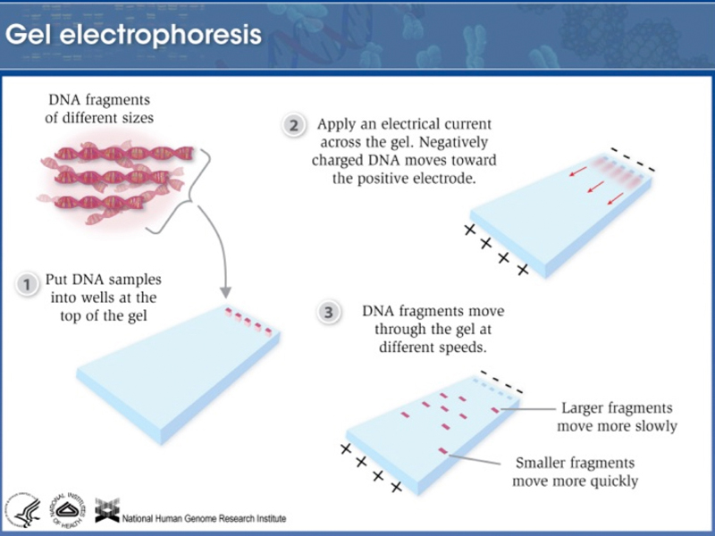 forensic DNA analysis