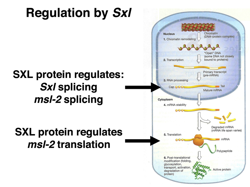 Sxl