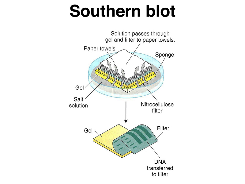 recombinant DNA