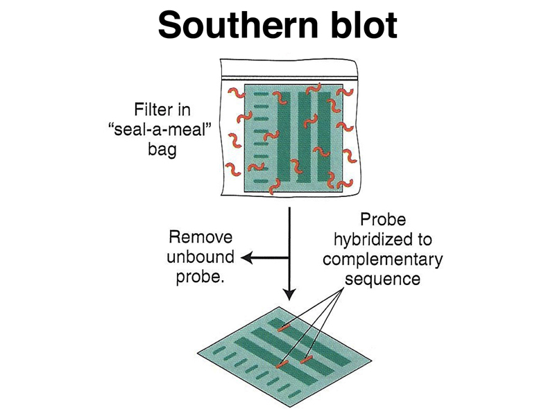 recombinant DNA