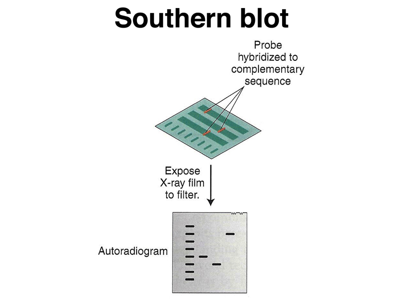 recombinant DNA