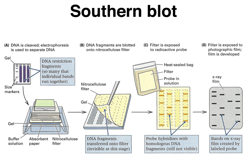 recombinant DNA