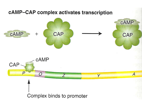 lac operon