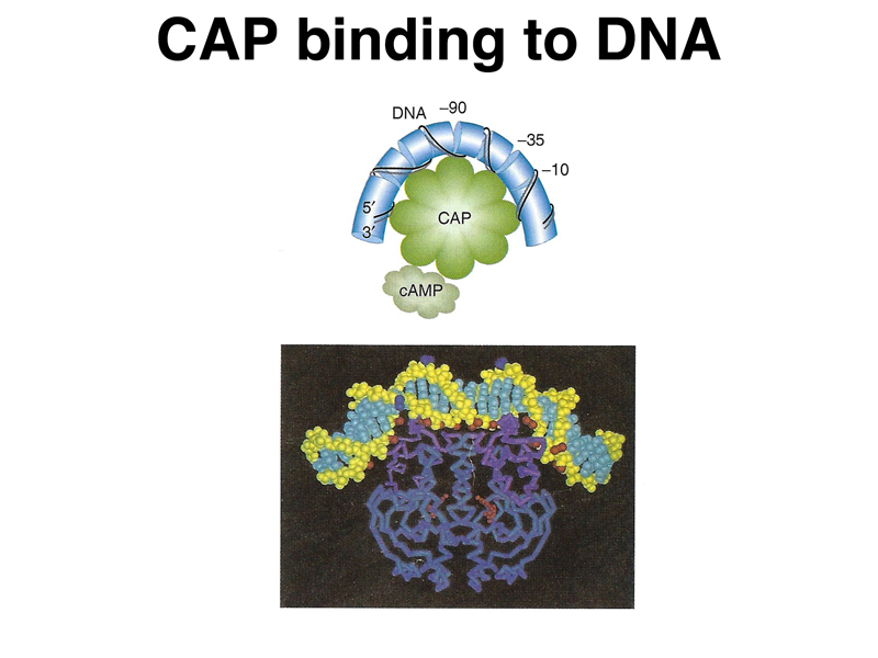 lac operon