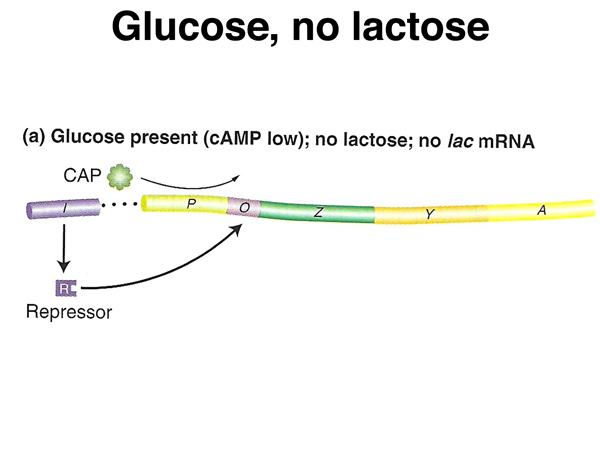 Solved Normal function of the lac operon means that the cell