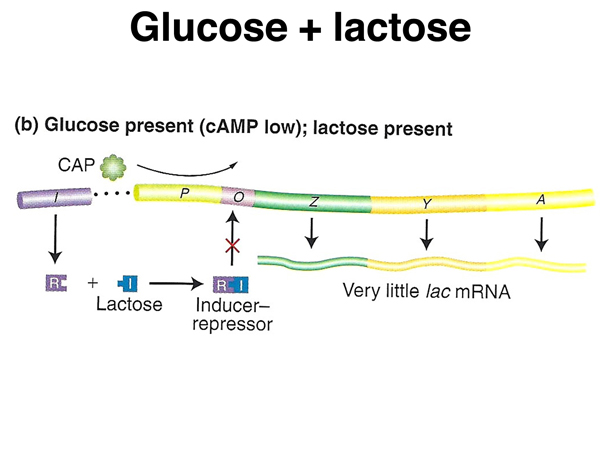 Solved Normal function of the lac operon means that the cell