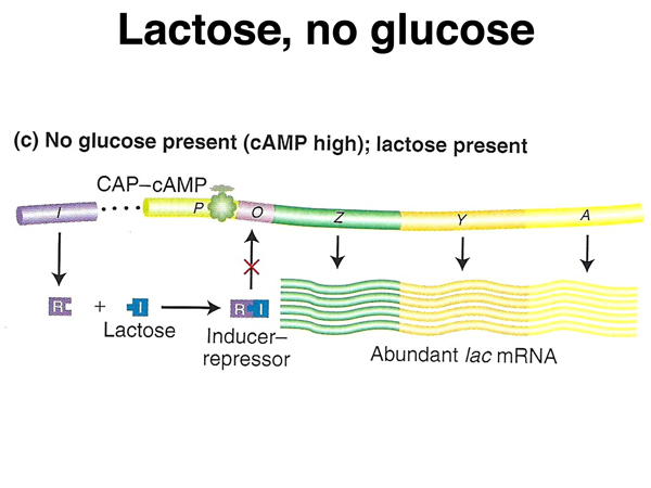 lac operon