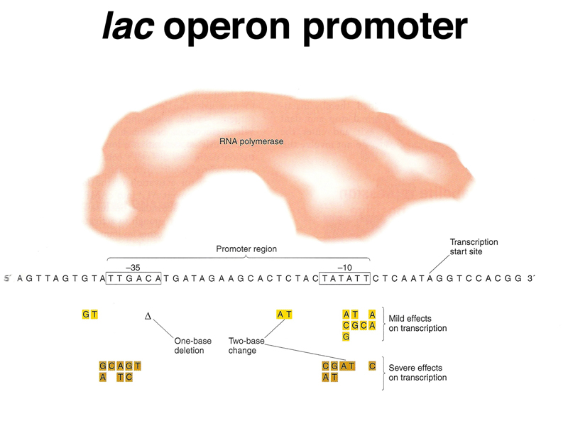 lac operon