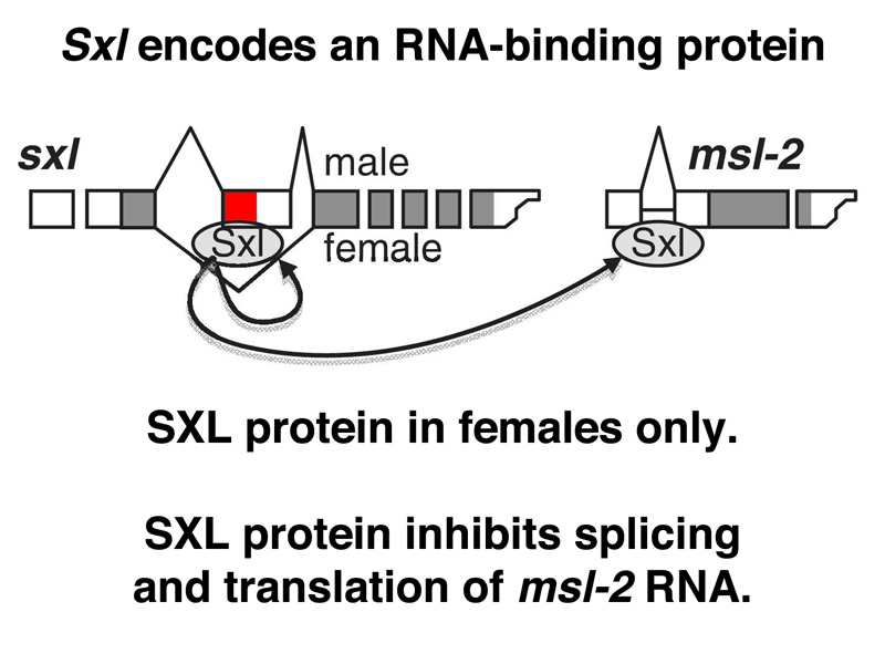 Sxl