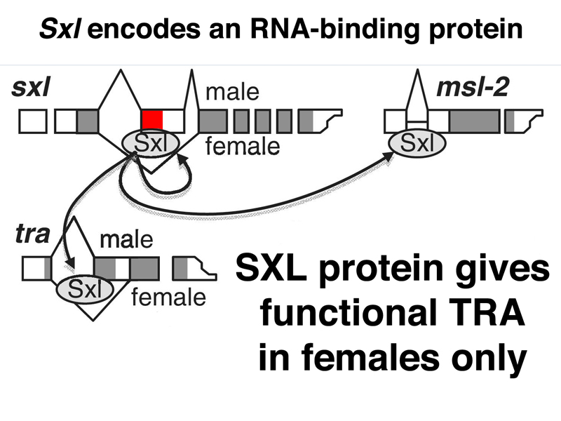 Sxl