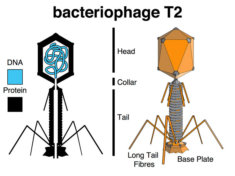 bacteriophage